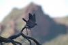 devils_canyon21